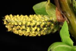 Salix reinii. Male catkin showing inconsistent change in colour of flower bracts.
 Image: D. Glenny © Landcare Research 2020 CC BY 4.0